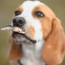 Sprats_900x_1.webp