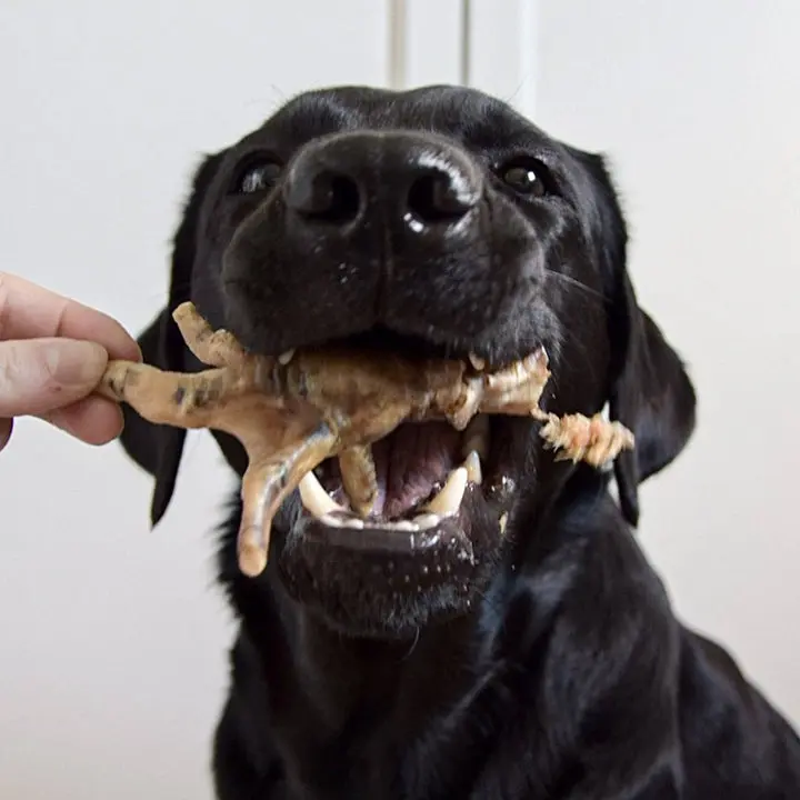 labrador-patte-de-poulet_720x_1.webp