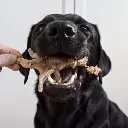 labrador-patte-de-poulet_720x_1.webp