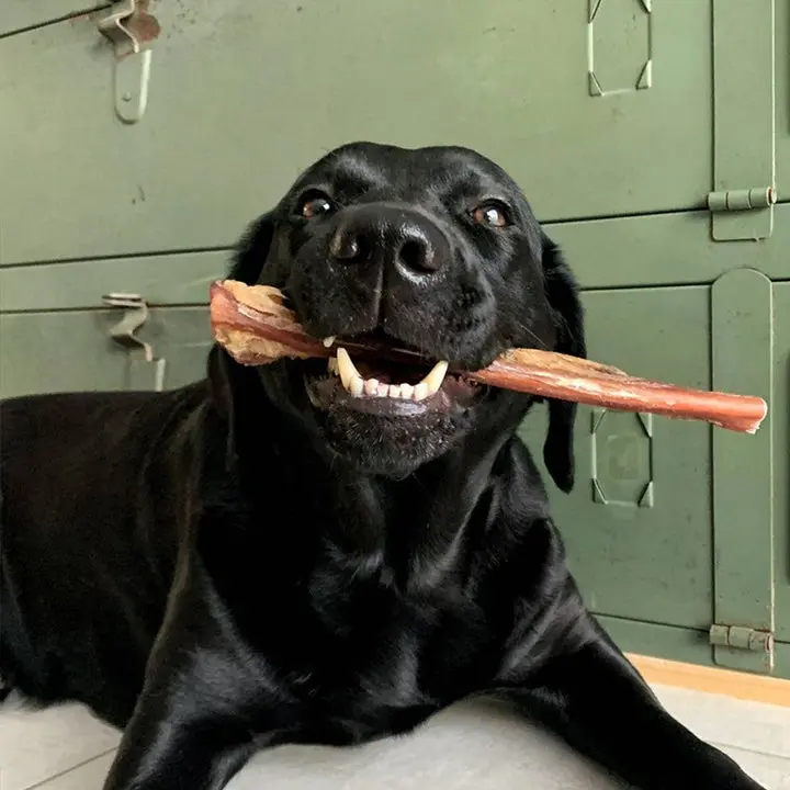 pipper-nerf-de-boeuf_720x_1.webp