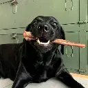 pipper-nerf-de-boeuf_720x_1.webp