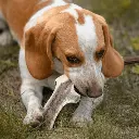 cerftranche_540x.webp