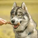 boiscerfentier_720x.webp