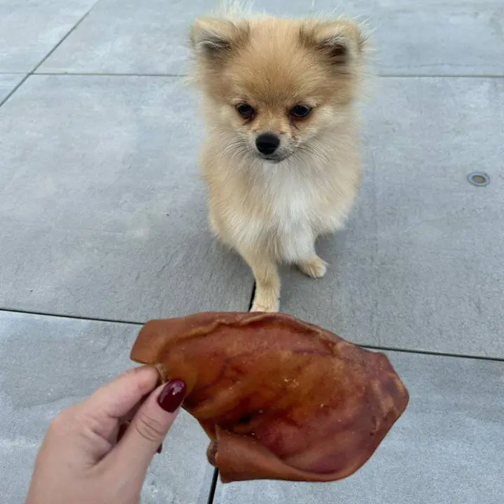 twilly-oreille-cochon_720x.webp