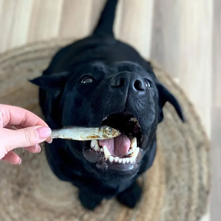 labrador-sprat_720x.webp