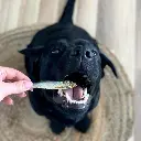 labrador-sprat_720x.webp