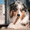 Nerf-de-boeuf_540x.webp