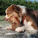 oreillecochon_540x.webp