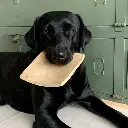 pipper-chips-de-bison.webp