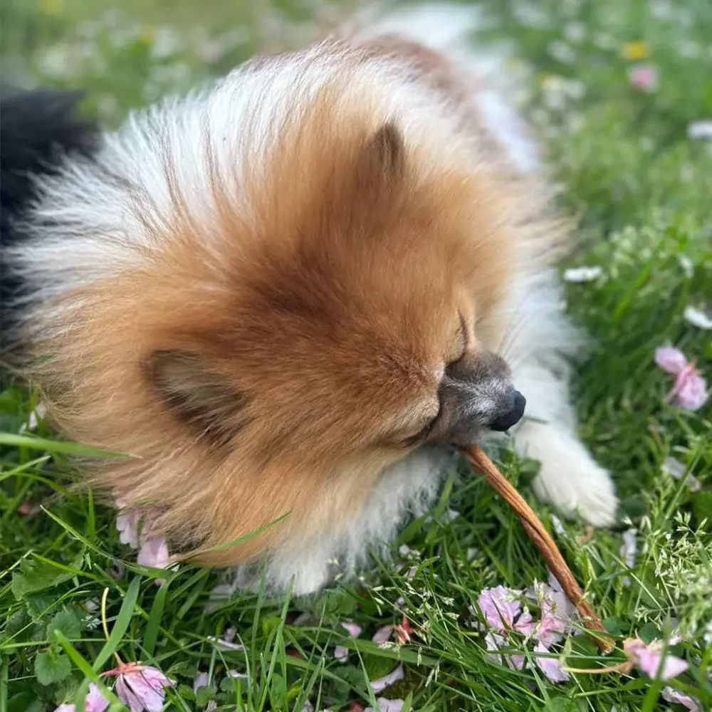 simba-scar-spaghetti-mouton.webp