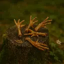 Pattes de poulet [Anti-Gaspi]