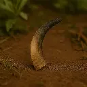 Corne de bœuf