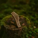 Bois de cerf tranché