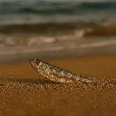Sprats