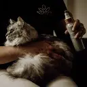Démêlant lustrant