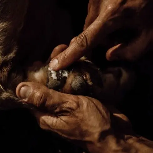 Baume soin des coussinets