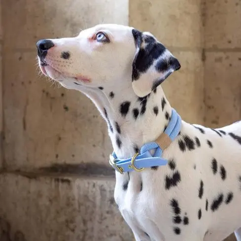 Collier pour chiens